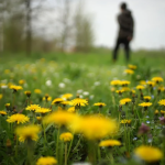 What You Should Know Before Adding Dandelion Root to Your Health Routine