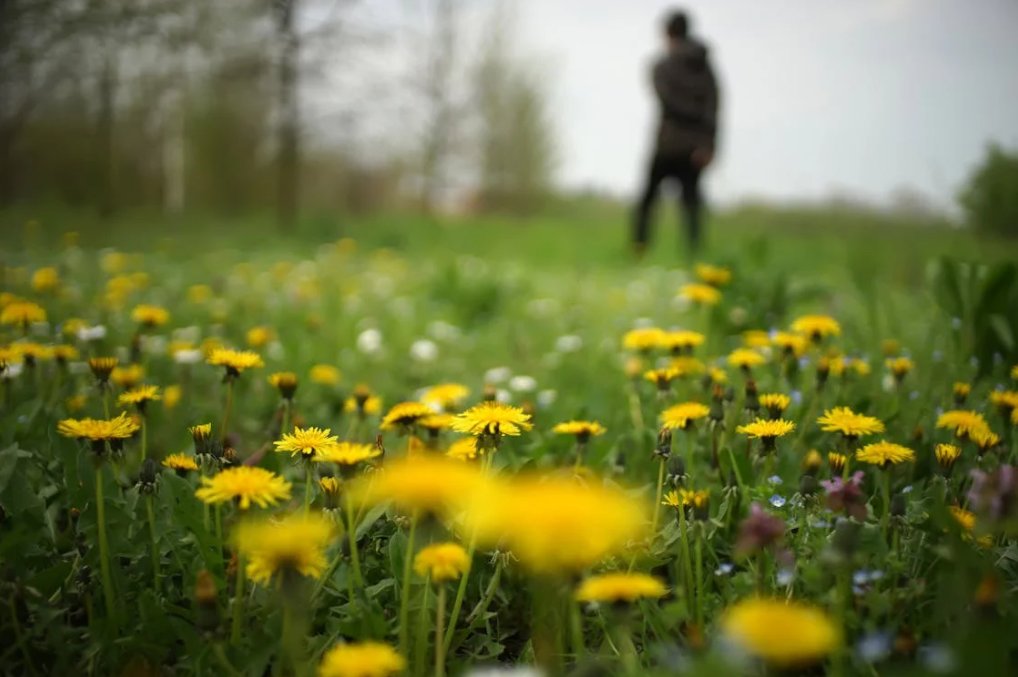 What You Should Know Before Adding Dandelion Root…